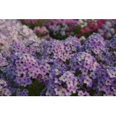 Флокс Phlox Вечерница